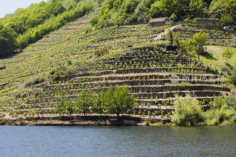 Ribeira sacra的葡萄园